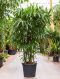 Rhapis excelsa