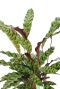 Calathea insignis