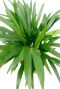 Areca (chrysalidoc.) lutescens 