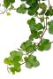 Hedera Wonder