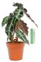 Alocasia polly 17cm