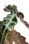 Alocasia polly 17cm bestellen