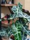 Alocasia-polly-kamerplant-bladeren