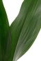 Aspidistra Eliator