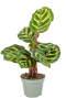 Calathea Lancifolia