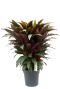 Calathea Wavestar