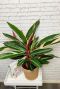 Calathea sanguinea triostar