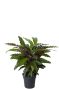 Calathea wavestar