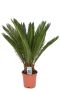 Cycas kamerplant 3