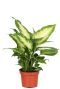 Dieffenbachia camilla 1