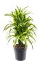 Dracaena-fragrans-lemon-lime