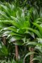 Dracaena compacta planten