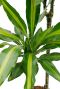 Dracaena Cintho