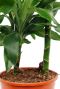 Dracaena met twee stammen en groene bladeren