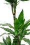 Dracaena Janet Lind