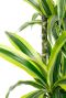 Dracaena met geel groene bladeren