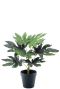 Fatsia kunstplant