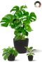 Philodendron plante melange