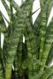 Sansevieria fernwood Punk feuilles 