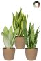 Sansevieria plantes