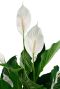 Spathiphyllum Sweet Sebastiano