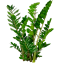 Zamioculcas Zamiifolia