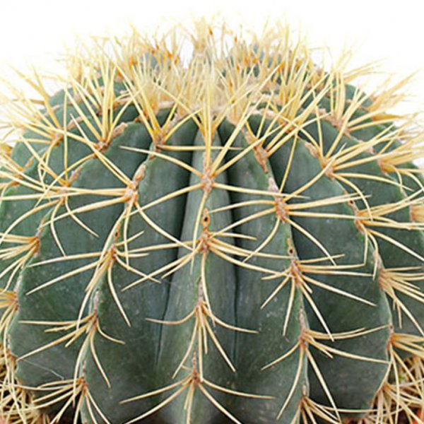 Entretien Cactus 