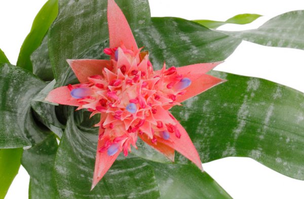 Aechmea fasciata