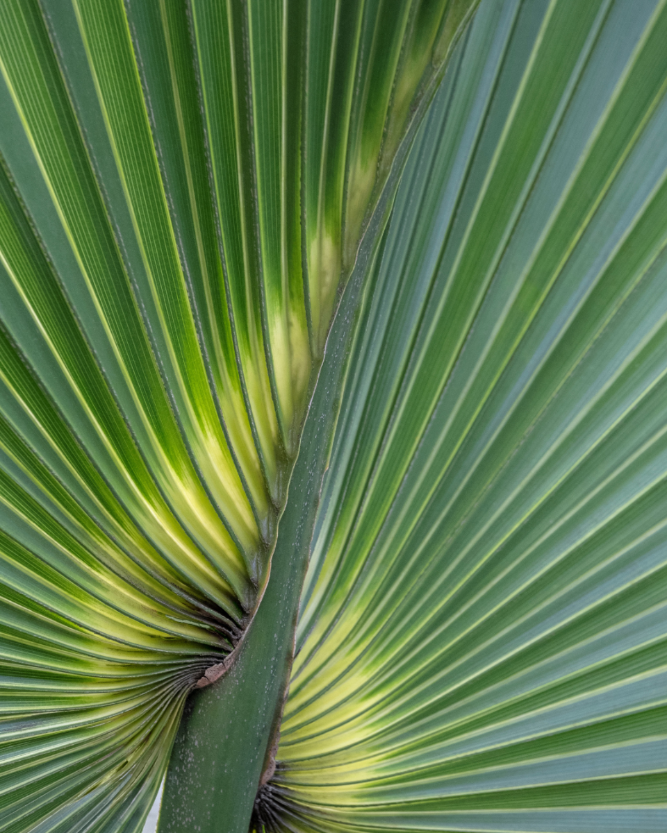 Fleurs du Livistonia