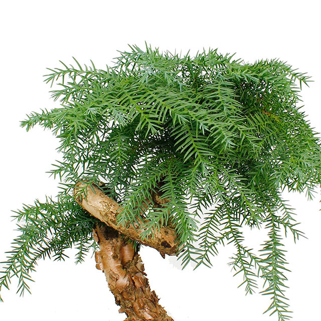 Araucaria acheter en ligne