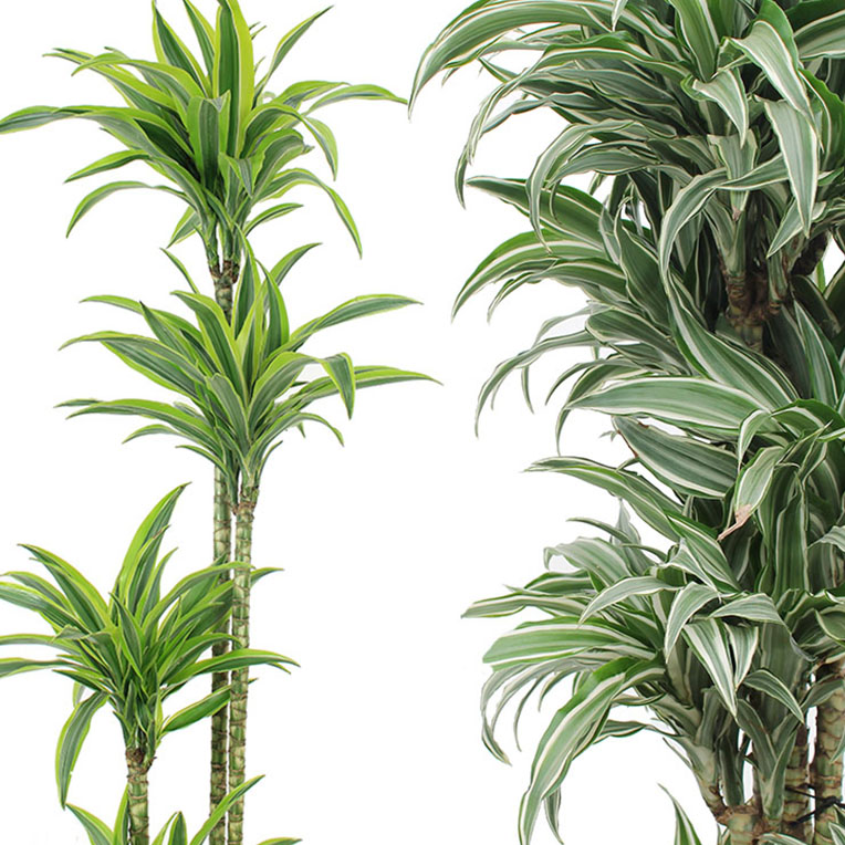 Acheter Dracaena