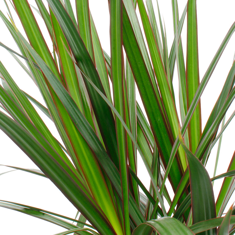 Dracaena Marginata