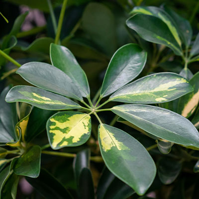 Commande de Schefflera en hydroponique