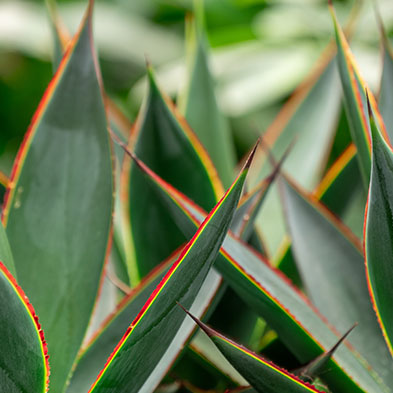 Agave succulent acheter