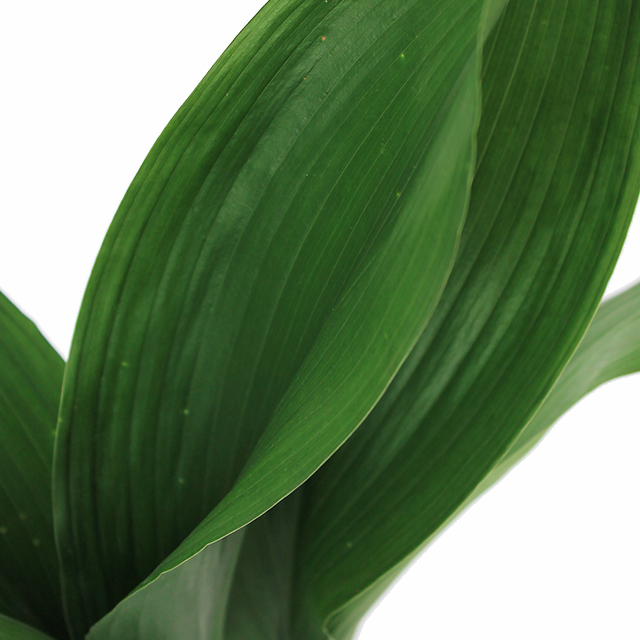 Acheter Hydroponique Aspidistra?