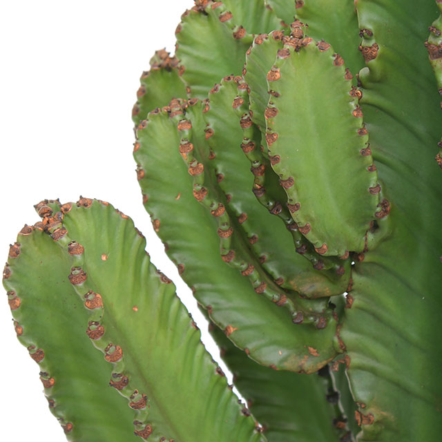 Euphorbia 