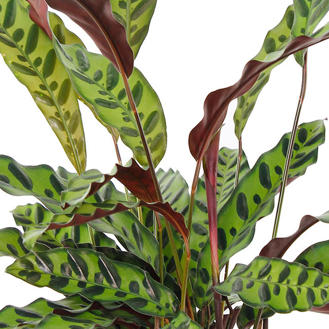 Calathea Insignis