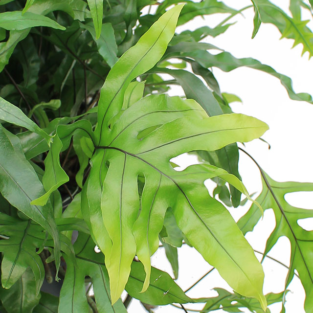 Acheter Dieffenbachia sur Hydroponique?