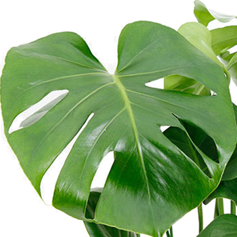 Acheter du Philodendron