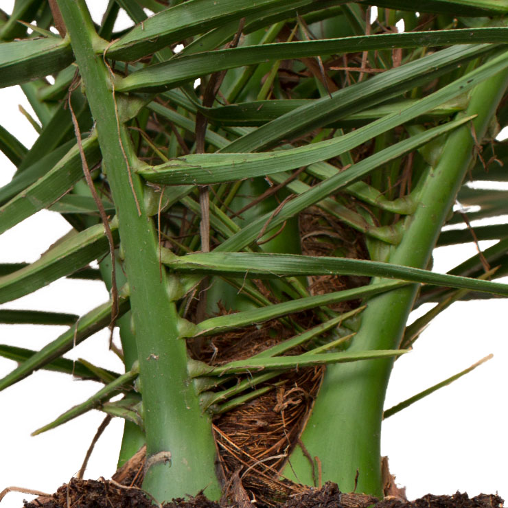 Phoenix Canariensis (Palmier dattier des Canaries)