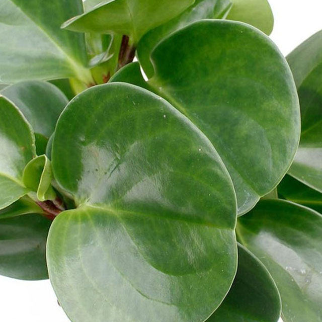 Acheter Peperomia en hydroponie?