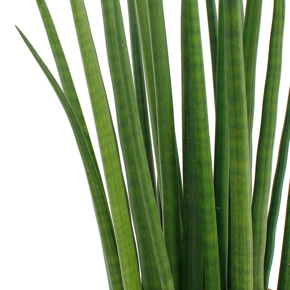 Sansevieria Spikes