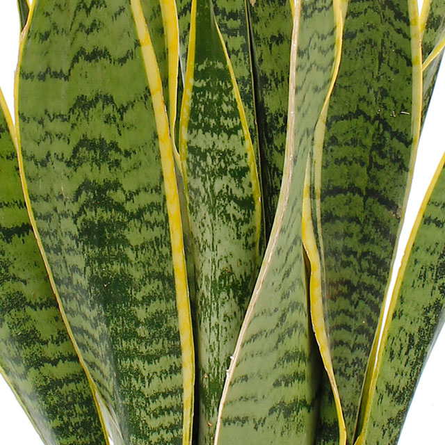 Sansevieria Laurentii