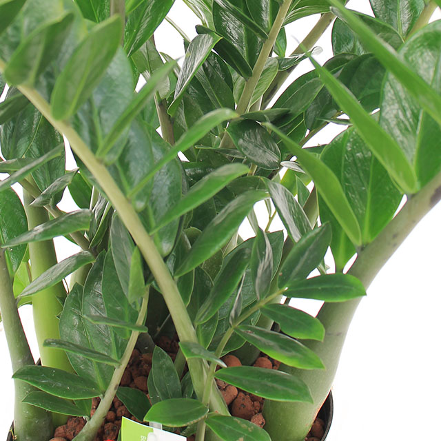 Acheter des Zamioculcas en hydroponie?