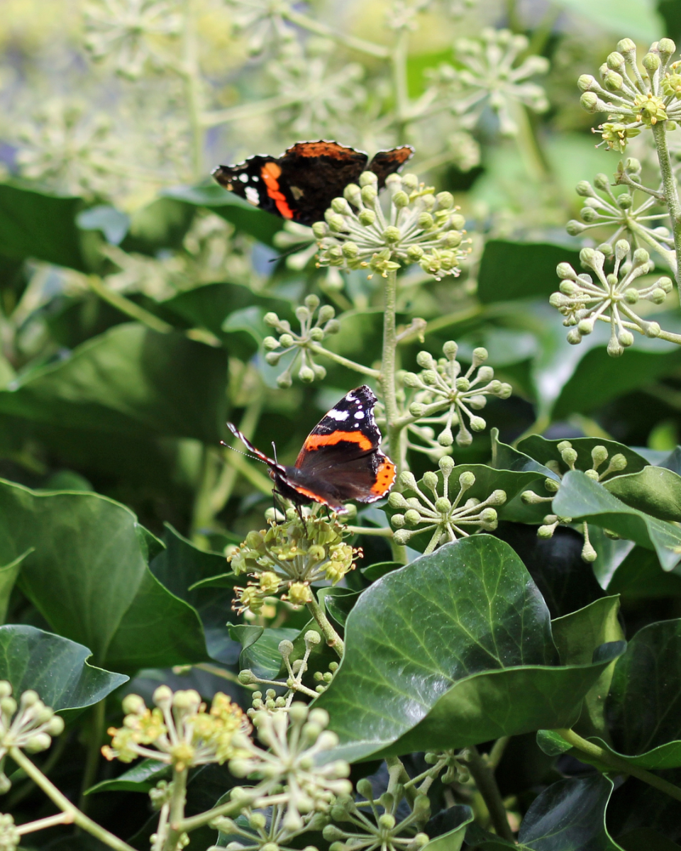 Fleurs l'Hedera