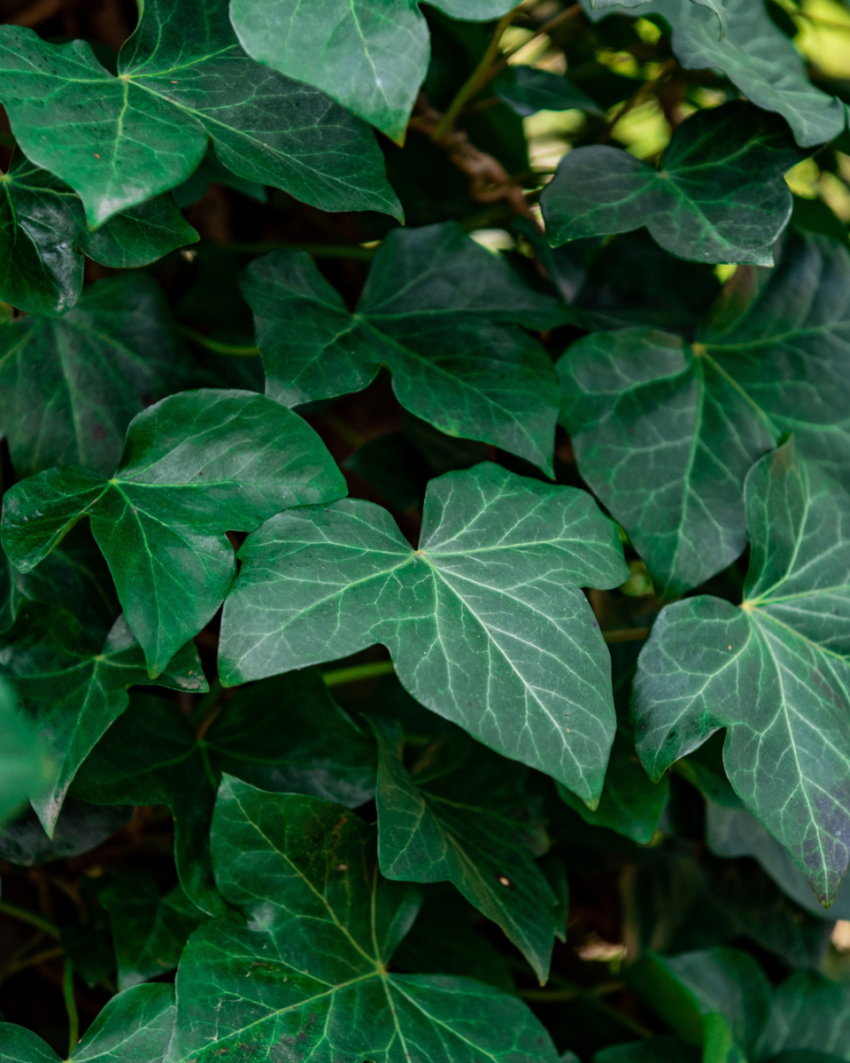 Feuille de plante suspendue Hedera