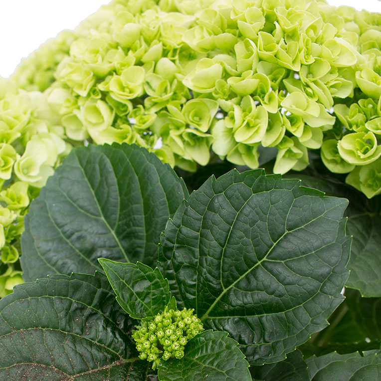 Fleurs d'hortensia