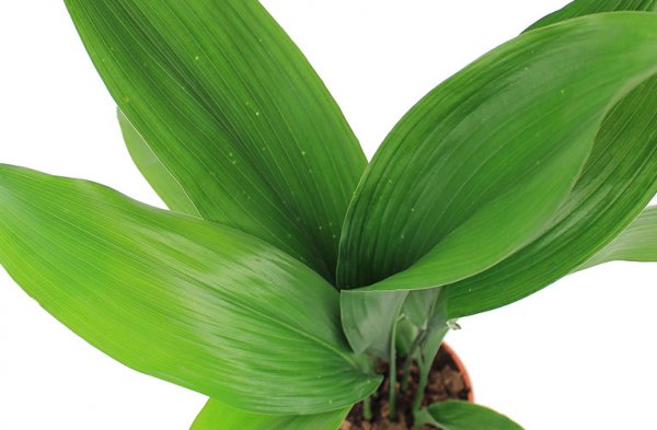 Aspidistra en fleurs