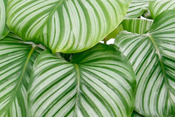 Feuille de calathea