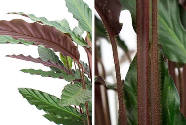 Tige et feuille de Calathea